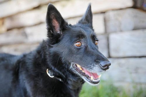 Photo of Athena, adoptable senior Australian Cattle Dog/Blue Heeler in Albuquerque, New Mexico