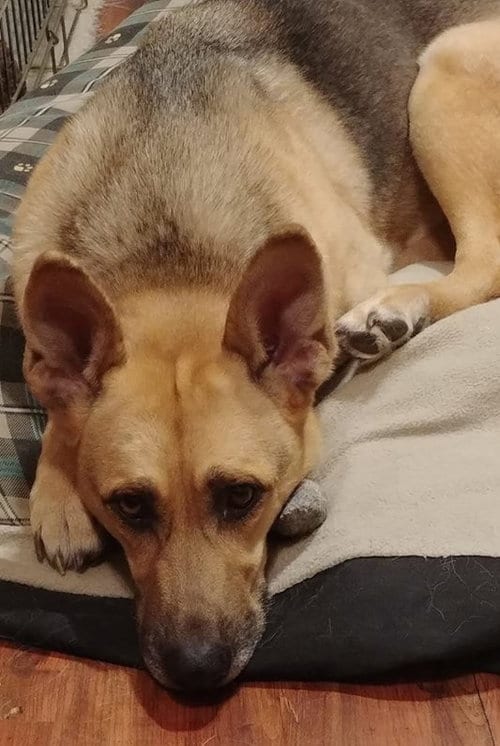 Noel, adoptable senior German Shepherd Dog in Kansas City, MO