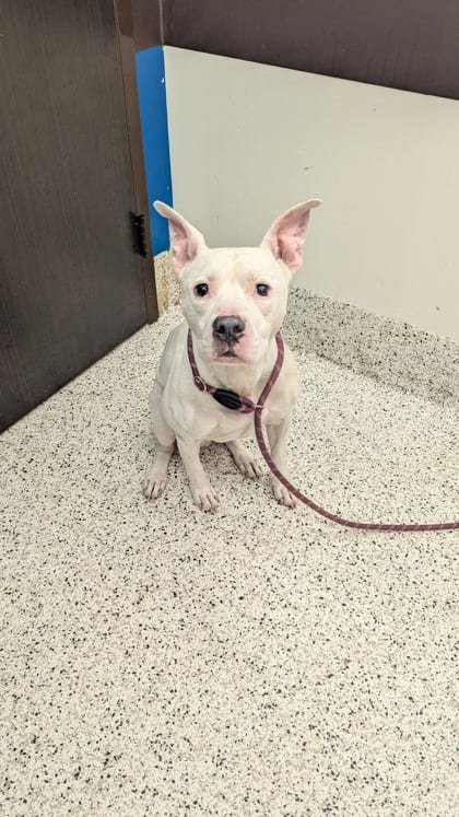 Photo of Earl, adoptable senior dog in Atlanta, Georgia