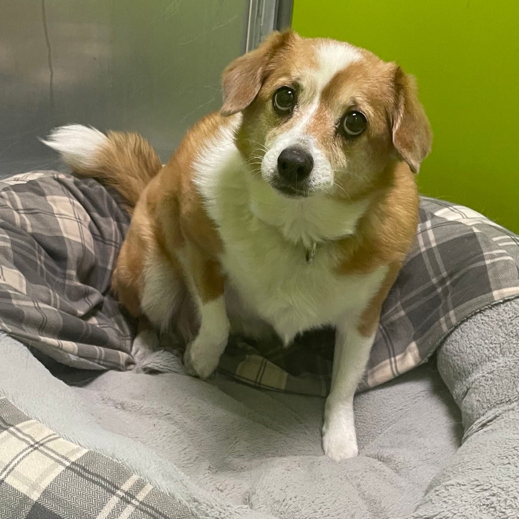 Photo of Rosie, adoptable senior Corgi, Cardigan Welsh / Chihuahua in Spokane, Washington