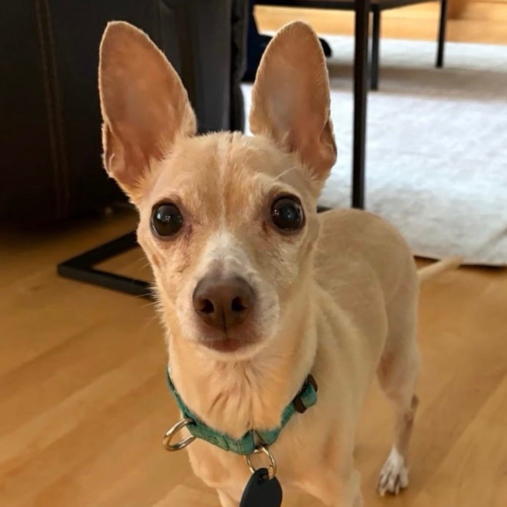 Photo of Orbit, adoptable senior Chihuahua in Portland, Oregon