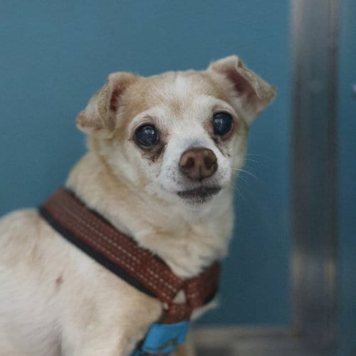 Photo of Chico, adoptable senior Chihuahua in San Antonio, Texas