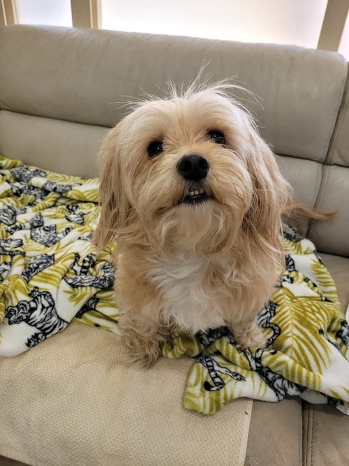 Photo of Leia, adoptable senior Maltese in Sequim, Washington