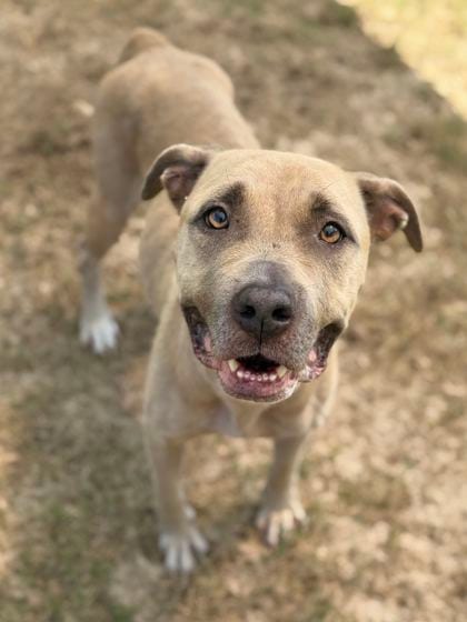 Photo of Tangela, adoptable senior dog in Atlanta, Georgia
