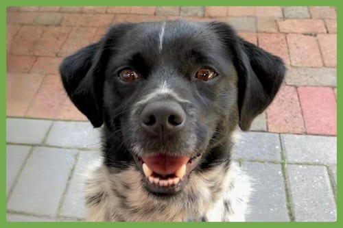 Photo of Oreo, adoptable senior Terrier in Amherst, Massachusetts