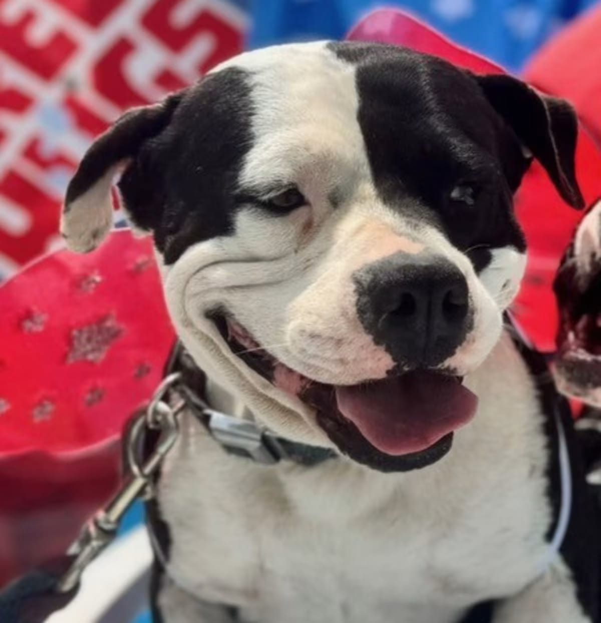 Photo of Stormy, adoptable senior Bulldog/Pit Bull Terrier in Live Oak, Florida