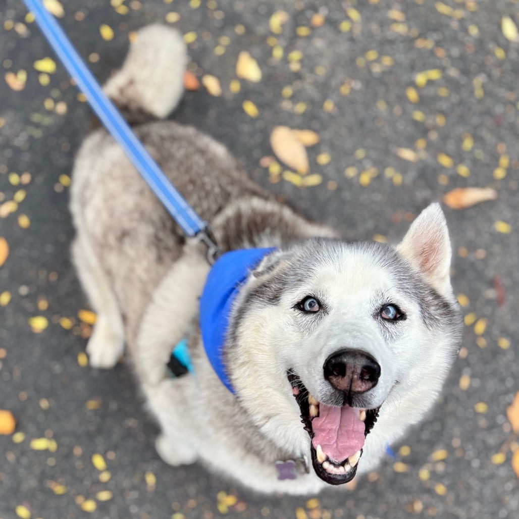 Photo of Blue, adoptable senior Husky / Mixed Breed (Large) in Glenwood Springs, Colorado