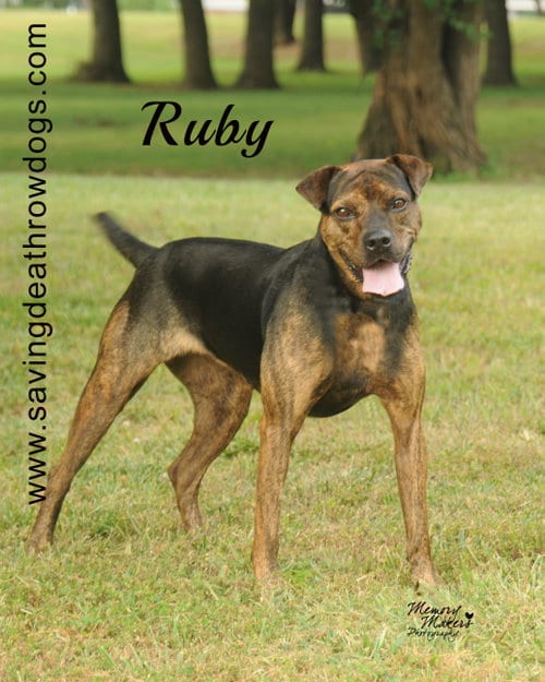 Ruby, adoptable senior Boxer in Topeka, KS