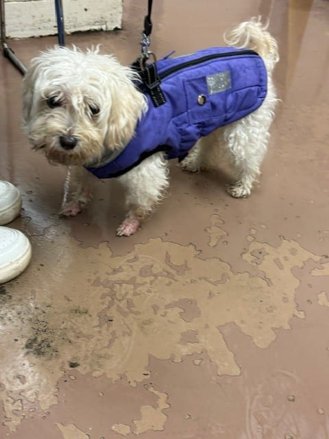 Photo of Zoey, adoptable senior Maltese in Chicago, Illinois