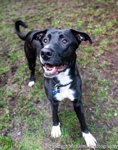 Joe Jackson, adoptable senior Great Dane in Seattle, WA