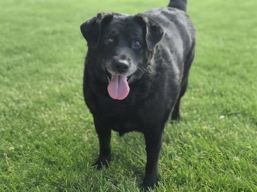 Photo of Sweet Pea, adoptable senior Dachshund in Albuquerque, New Mexico