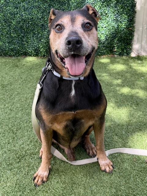 Photo of Zeus, adoptable senior Rottweiler in Naples, Florida