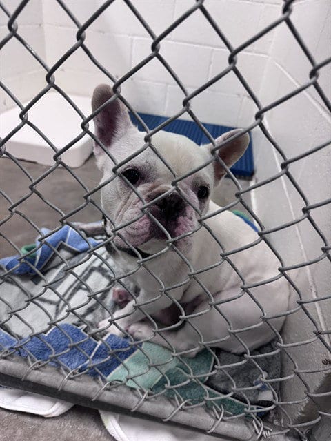 Photo of Dudley, adoptable senior French Bulldog in Olathe, Kansas