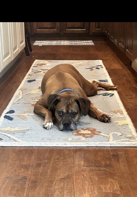 Photo of Duke, adoptable senior Boxer in Fruit Heights, Utah