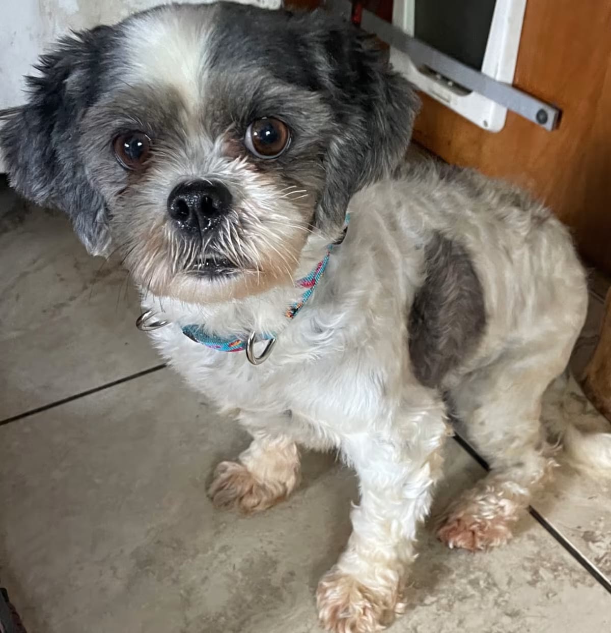 Photo of Talia, adoptable senior Shih Tzu/Bichon Frise in Sinking Spring, Pennsylvania