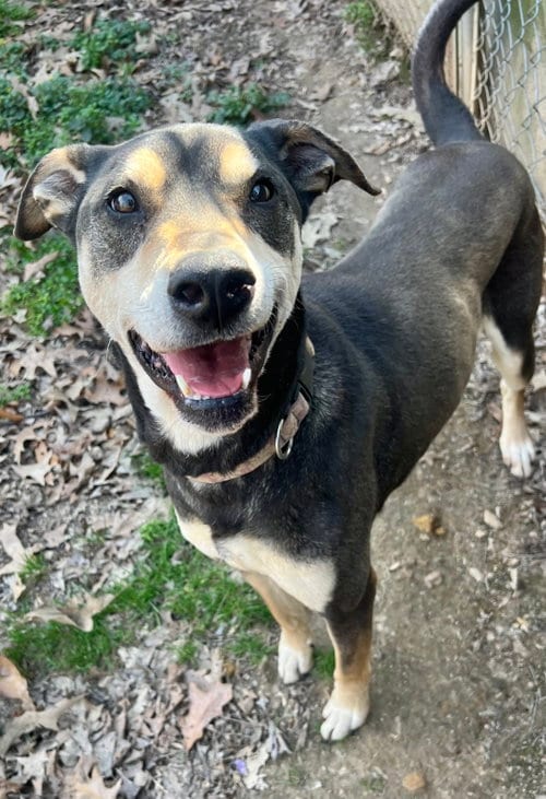 DeBo, adoptable senior Hound in Munford, TN
