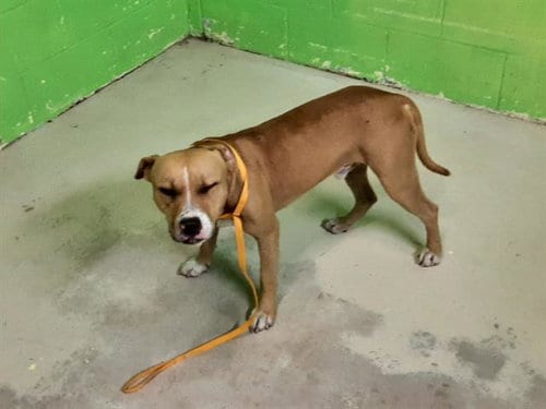 ARTHUR, adoptable senior Pit Bull Terrier in Green Cove Springs, FL