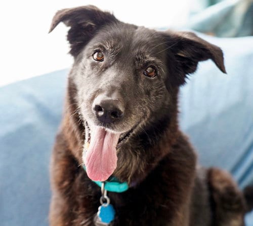 Photo of Cardi, adoptable senior German Shepherd Dog in Princeton, Minnesota