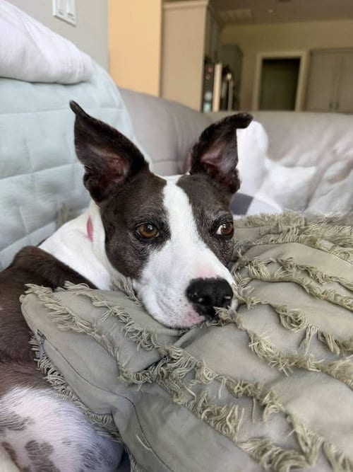 Photo of Mia, adoptable senior Terrier in St. Augustine, Florida