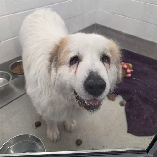 Photo of Diana, adoptable senior Great Pyrenees in Mesa, Arizona