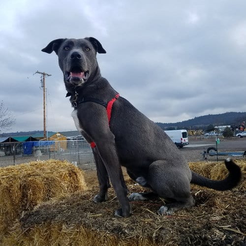Photo of Tucker, adoptable senior Blue Lacy in Yreka, California