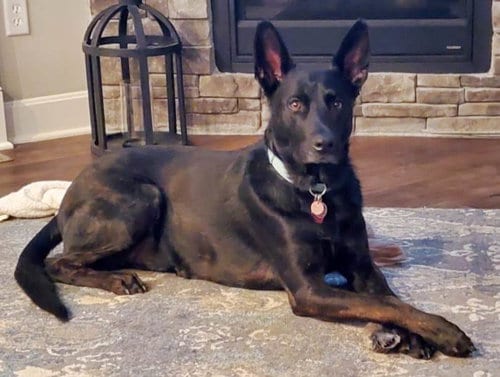 Colby, adoptable senior German Shepherd Dog in Kansas City, MO