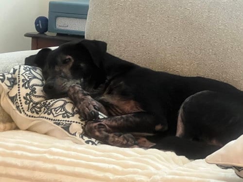 Photo of Ziggy, adoptable senior Labrador Retriever in Baltimore, Maryland