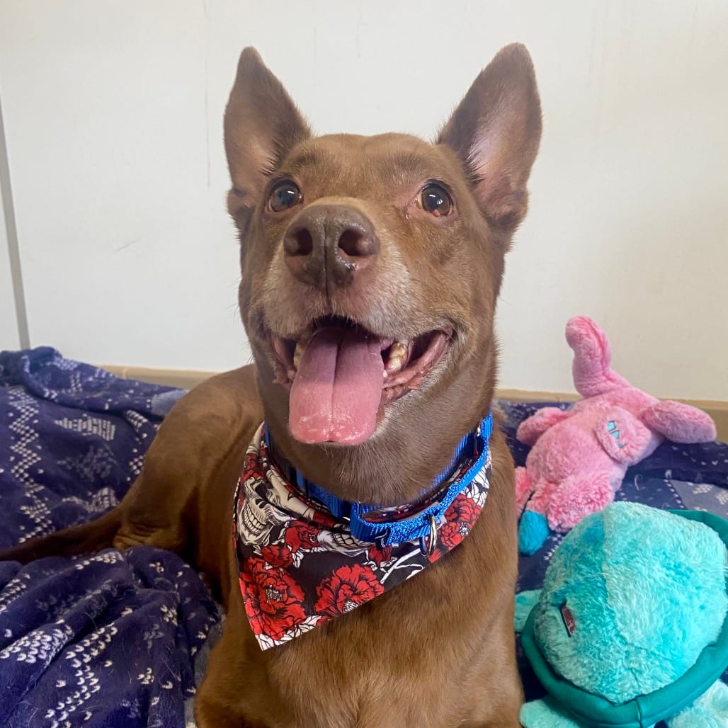 Photo of Chai, adoptable senior Shepherd / Mix in Kanab, Utah