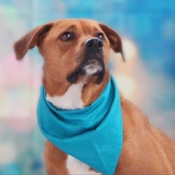 Photo of Rhodi JuM, adoptable senior American Staffordshire Terrier Mixed Breed (Medium) in Richfield, Minnesota