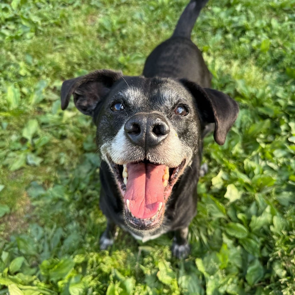 Photo of Sammy, adoptable senior Retriever, Labrador / Beagle in Fairfax Station, Virginia