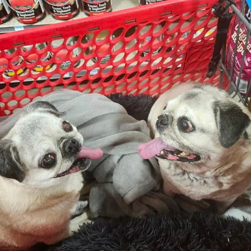 Photo of Pretty Girl & Shiner (BONDED PAIR), adoptable senior Pug in Millis, Massachusetts