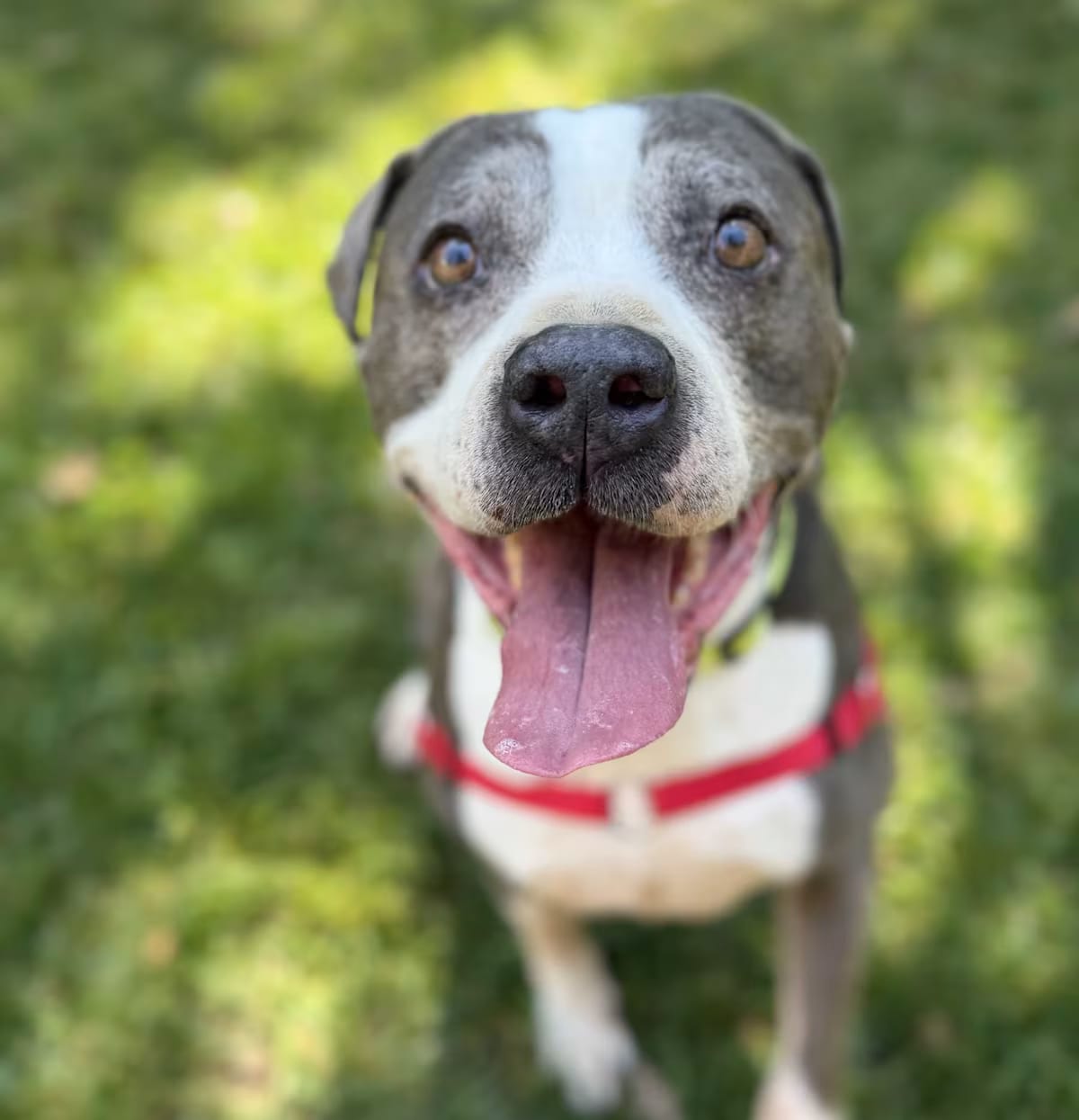 Photo of Bubbles, adoptable senior Pit Bull Terrier in Petaluma, California