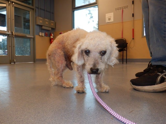 Photo of Mancini, adoptable senior Poodle - Miniature in San José, California