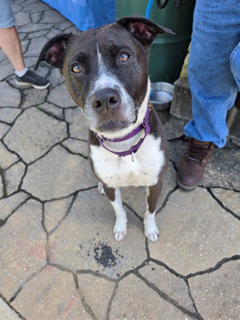 Photo of Tyson, adoptable senior Pit Bull Terrier in St Peters, Missouri