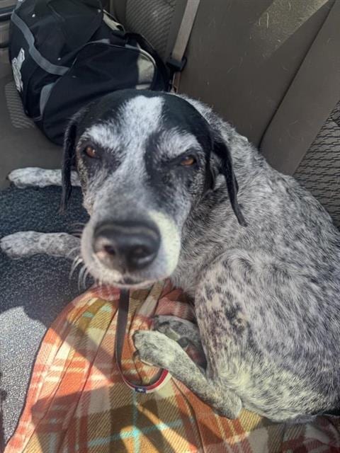 Photo of Lola, adoptable senior Australian Cattle Dog/Blue Heeler in San Antonio, Texas