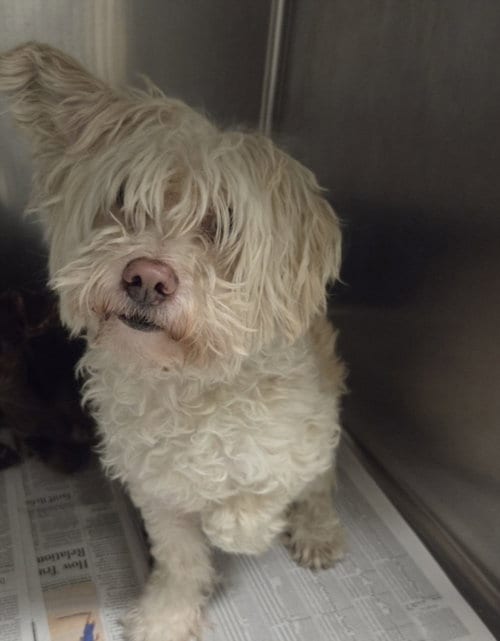 Photo of Oliver, adoptable senior Poodle (Standard) in Van Nuys, California