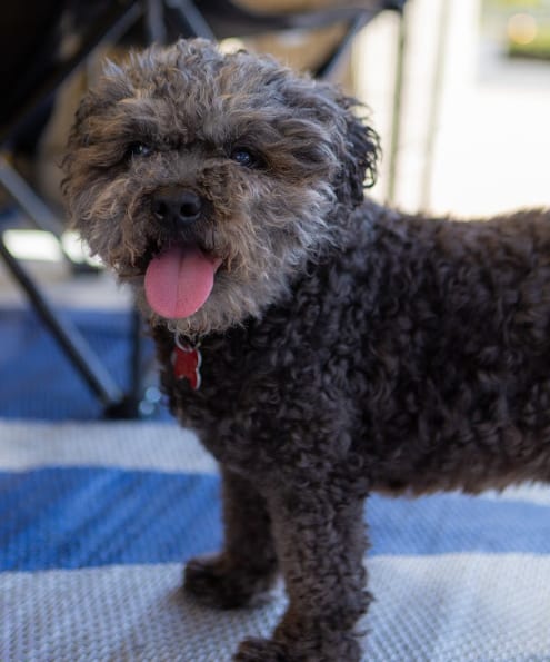 Photo of Charlie, adoptable senior Poodle (Miniature) in San Diego, California