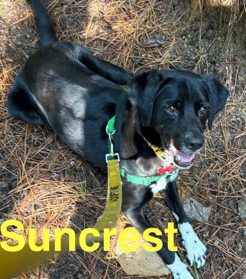 Suncrest, adoptable senior Cocker Spaniel in Alpharetta, GA