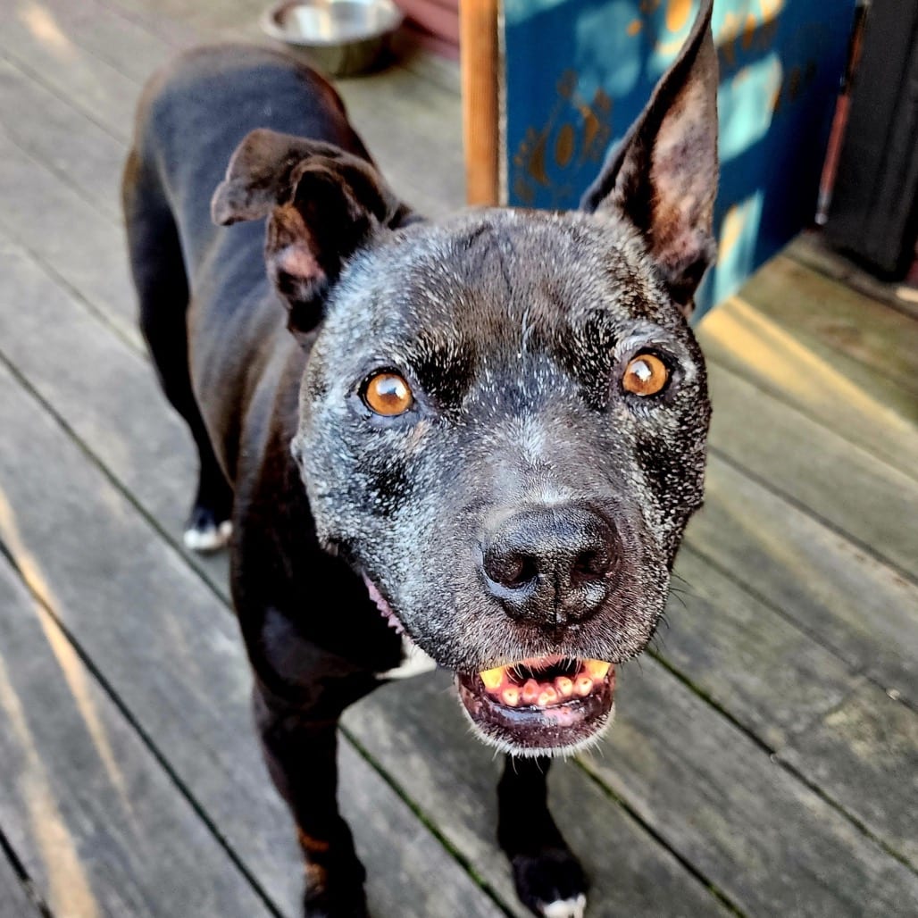 Photo of Gus, adoptable senior Mixed Breed (Medium) in San Francisco, California