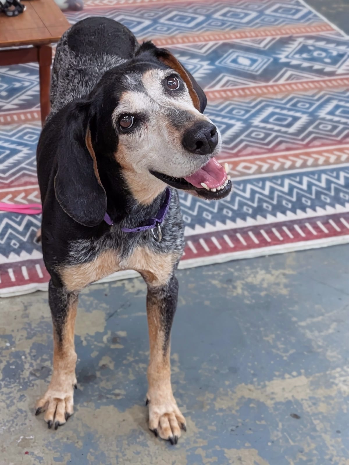 Photo of Abigail, adoptable senior Bluetick Coonhound in Tulsa, Oklahoma