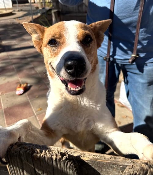 Photo of Chevy, adoptable senior Basenji in Houston, Texas
