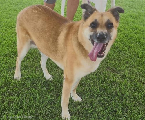 Photo of Yazzy, adoptable senior Australian Cattle Dog/Blue Heeler in Albuquerque, New Mexico