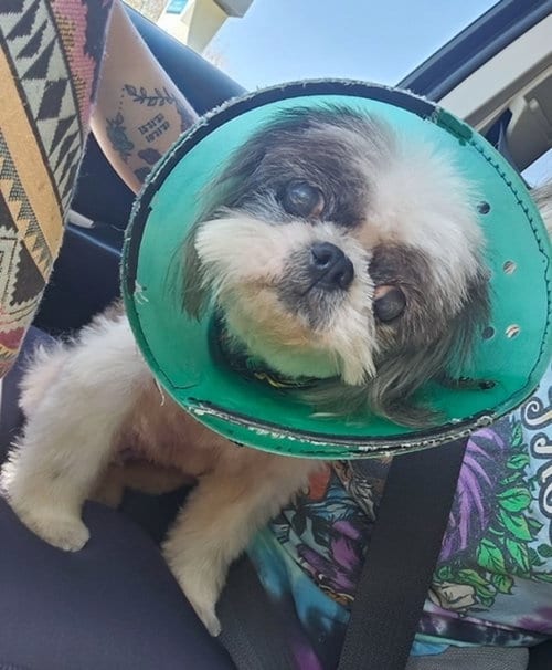 Photo of Buffy, adoptable senior Shih Tzu in Long Beach, Mississippi