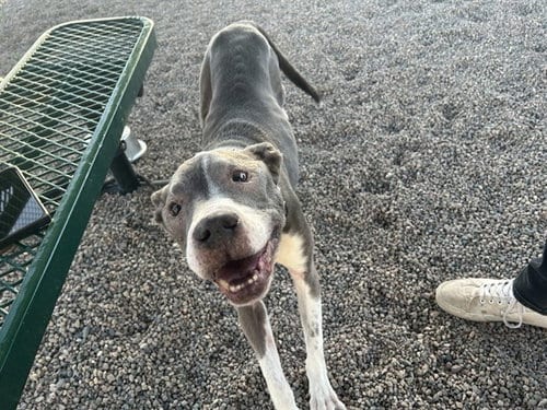 Photo of Tyson, adoptable senior American Pit Bull Terrier in Mesa, Arizona