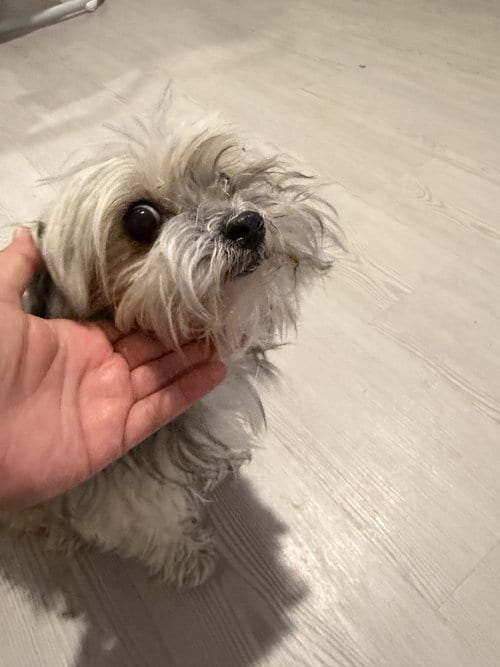 Photo of Meliyah, adoptable senior Yorkshire Terrier Yorkie in Spring, Texas