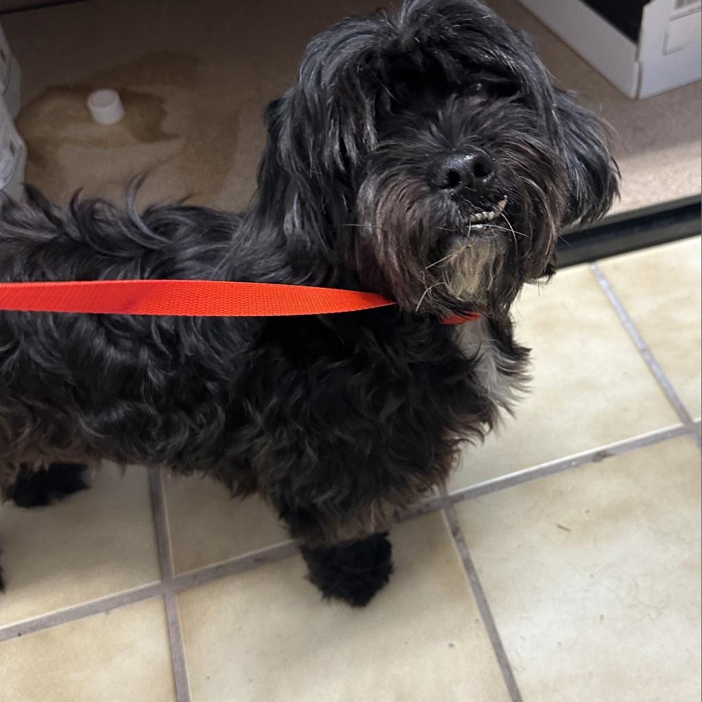 Photo of Max, adoptable senior Shih Tzu in Fort Pierce, Florida