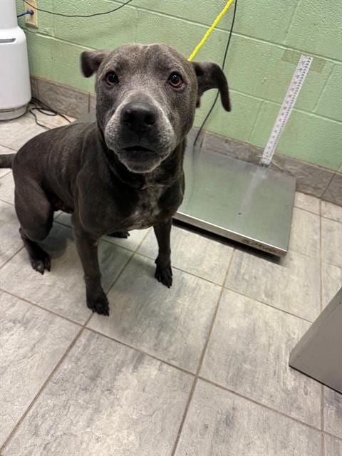 Photo of Dipper, adoptable senior American Staffordshire Terrier in Grand Prairie, Texas