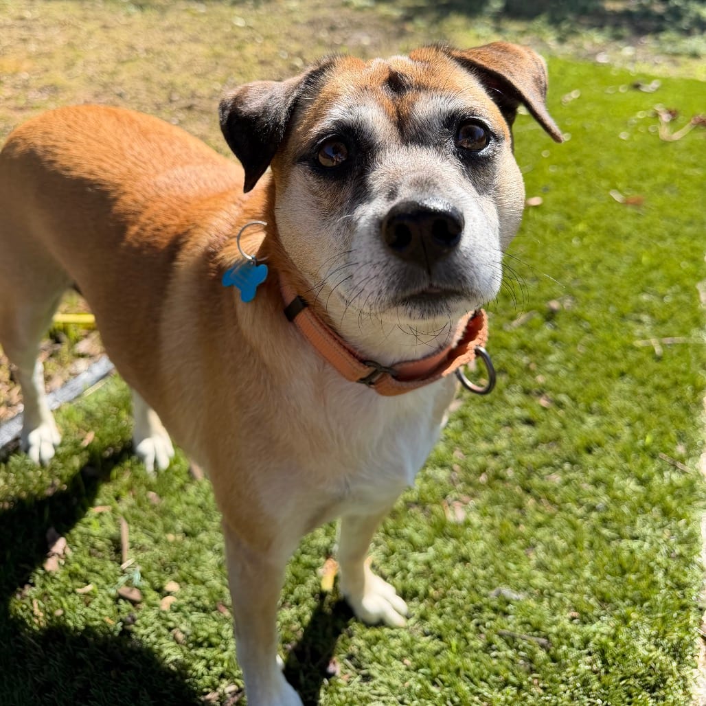 Photo of GiGi, adoptable senior Hound / Mixed Breed (Medium) in Dallas, Texas