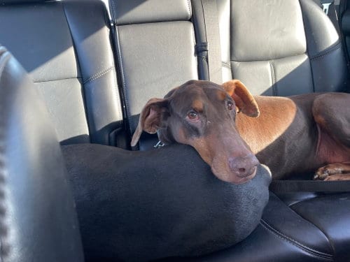 Photo of Jean, adoptable senior Doberman Pinscher in Minneaoplis, Minnesota