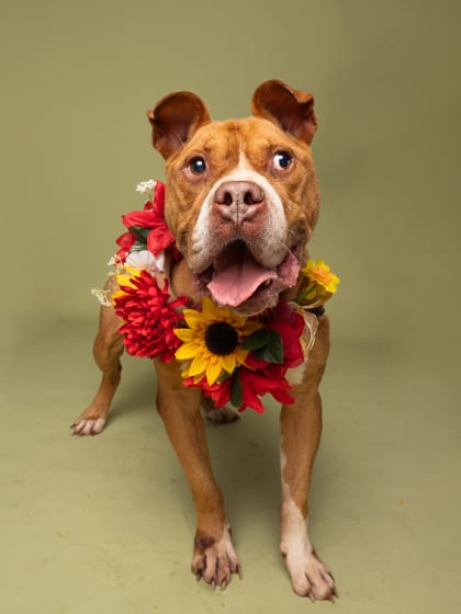 Photo of Rufus, adoptable senior dog in Atlanta, Georgia